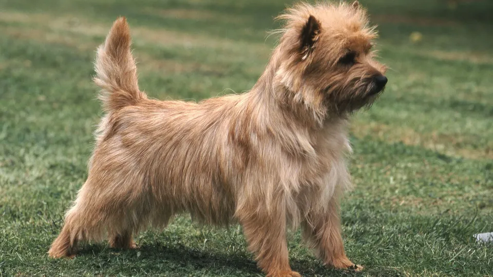 Cairn Terrier